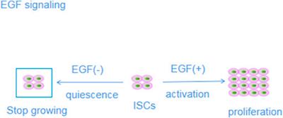 Molecular regulation after mucosal injury and regeneration in ulcerative colitis